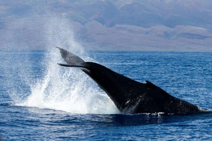 Maui: Deluxe Whale Watch Sail & Lunch From Ma`Alaea Harbor - Pricing and Duration