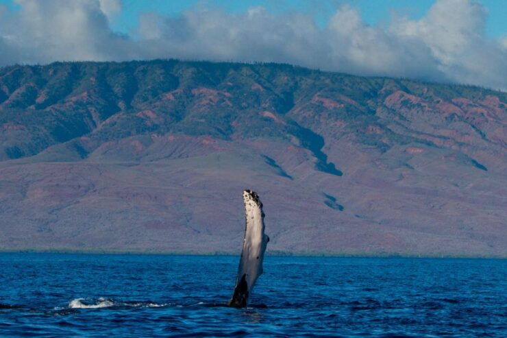 Maui: Deluxe Whale Watch Sail & Lunch From Ma`Alaea Harbor - Inclusions and Guarantees