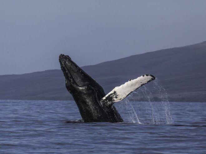 Maui: Deluxe Whale Watch Sail & Lunch From Ma`Alaea Harbor - Meeting Point and Instructions
