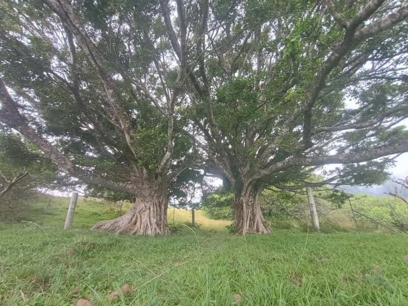 Maui: East Side Hiking Tour - Exploring the Maui East Side: What Makes This Tour Special?
