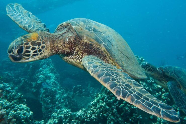 Maui: Eco-Friendly Conservation Dive for Certified Divers - Activity Details