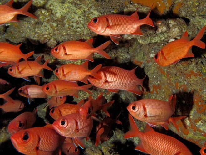 Maui: Eco-Friendly Conservation Dive for Certified Divers - Workshop Topics
