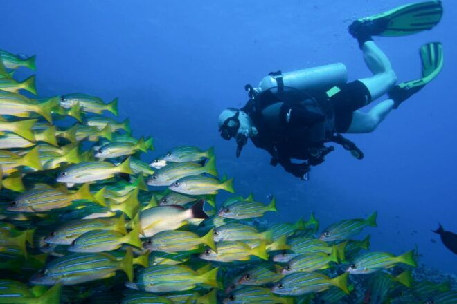 Maui: Eco-Friendly Conservation Dive for Certified Divers - Inclusions