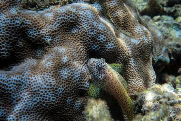 Maui: Eco-Friendly Conservation Dive for Certified Divers - Booking Details