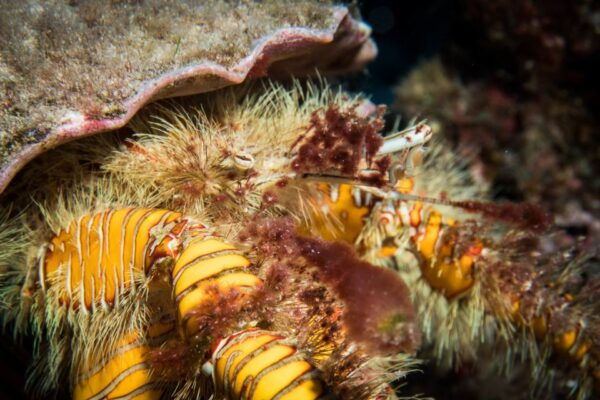 Maui: Eco-Friendly Conservation Dive for Certified Divers - Common Questions