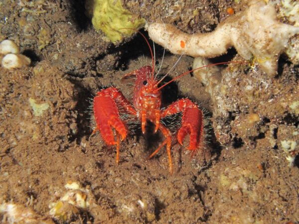 Maui: Eco-Friendly Conservation Dive for Certified Divers - The Sum Up