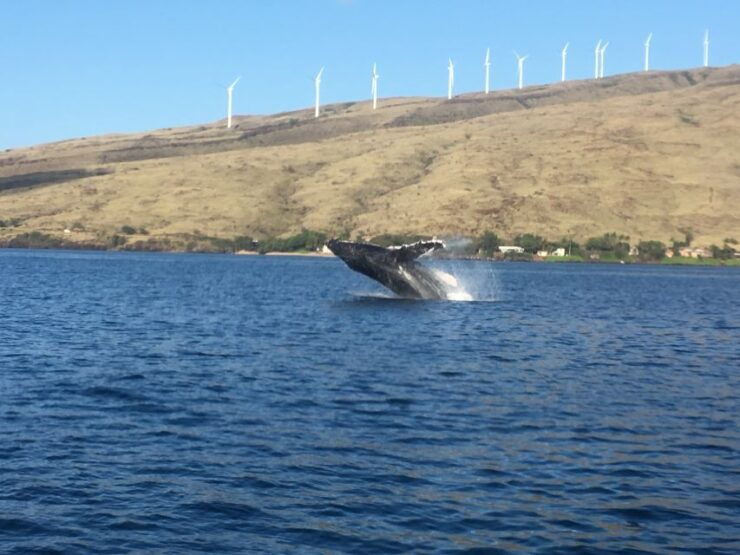 Maui: Eco-Friendly Whale Watching Tour From Ma'alaea Harbor - Tour Details