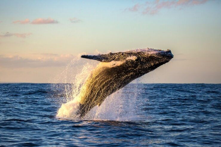 Maui: Eco-Friendly Whale Watching Tour From Ma'alaea Harbor - Whale Watching Experience