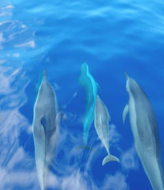Maui: Eco-Raft Dolphin Watch Tour with Snacks - FAQ
