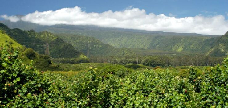 Maui: Full Day Hiking Tour With Lunch - Activity Details