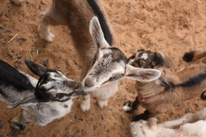 Maui: Goat Farm, Distillery, & Glass-Blowing Tour W/ Tasting - Full Description