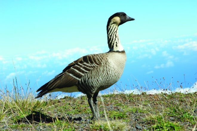 Maui: Haleakalā National Park Sunset Tour - Hawaiian Legends and History
