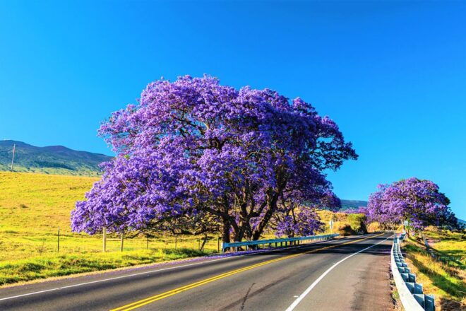 Maui: Haleakala Sunrise Eco Tour With Breakfast - Full Description of the Tour
