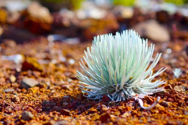 Maui: Haleakala Sunrise Eco Tour With Breakfast - Common Questions