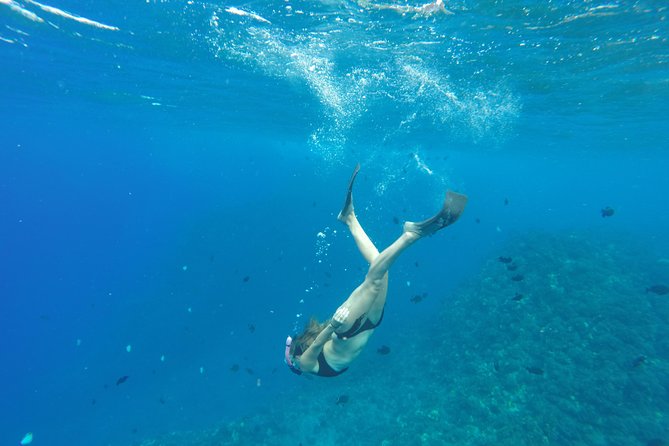 Maui Half-Day Snorkel & Dolphin Tour (Whale-Watching Seasonal) - Pricing and Booking