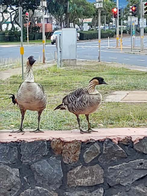 Maui: Halfway to Hana Black Sand Beach & Turtles Tour - FAQs