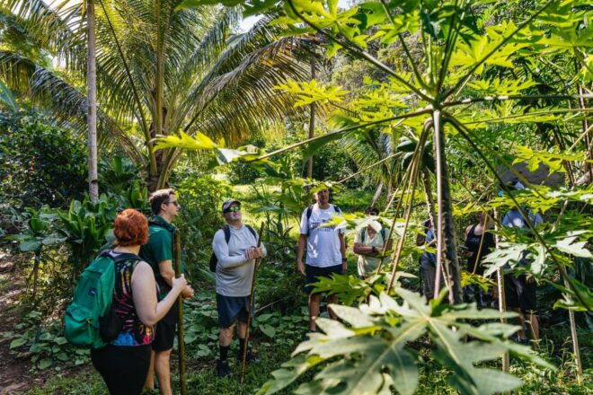 Maui: Hike to the Rainforest Waterfalls With a Picnic Lunch - Tour Itinerary