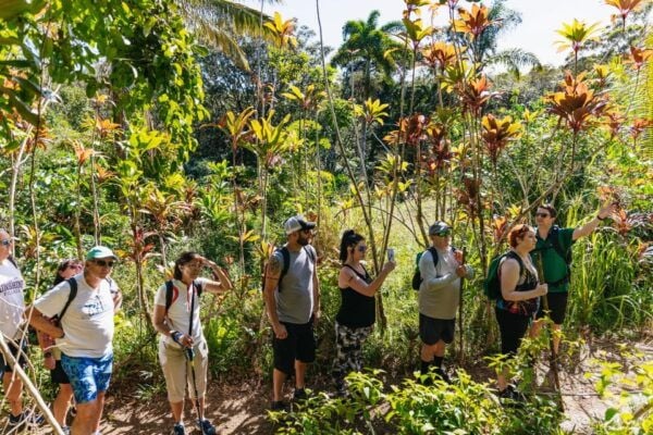 Maui: Hike to the Rainforest Waterfalls With a Picnic Lunch - Common Questions
