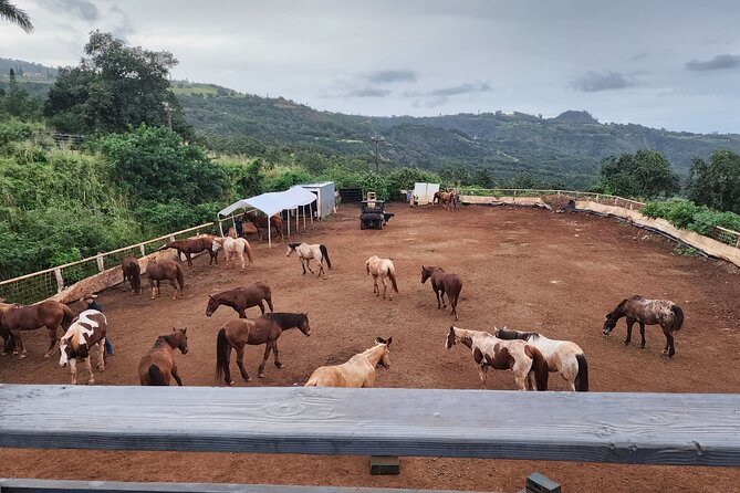 Maui Horseback-Riding Tour - Meeting the Paniolos and Horses