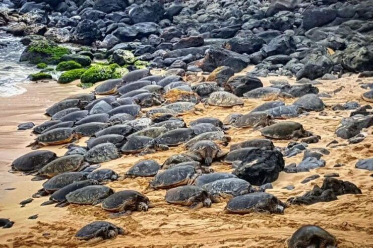 Maui: Iao Valley, Tropical Plantation & Lavender Farm Tour - Cancellation Policy