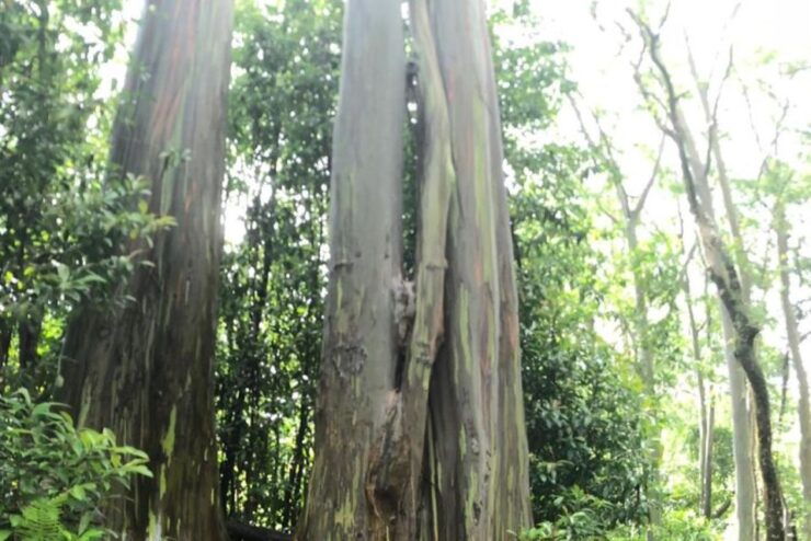 Maui: Iao Valley, Tropical Plantation & Lavender Farm Tour - Payment Options