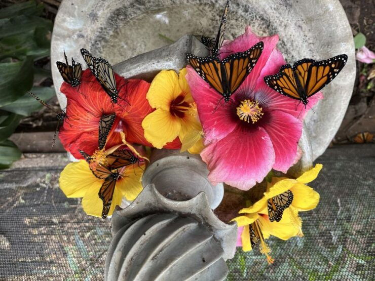 Maui: Interactive Butterfly Farm Entrance Ticket - Ticket Pricing and Availability