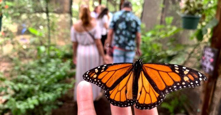 Maui: Interactive Butterfly Farm Entrance Ticket - Duration and Tour Highlights