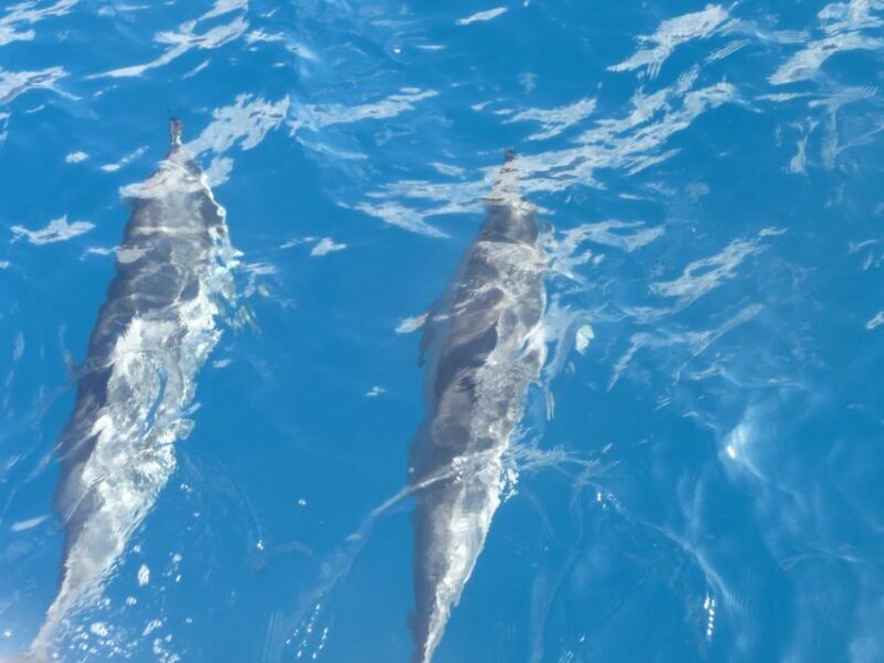 Maui: Kaanapali Beach 4-hour Snorkel w/ BBQ Lunch & Open Bar - Good To Know