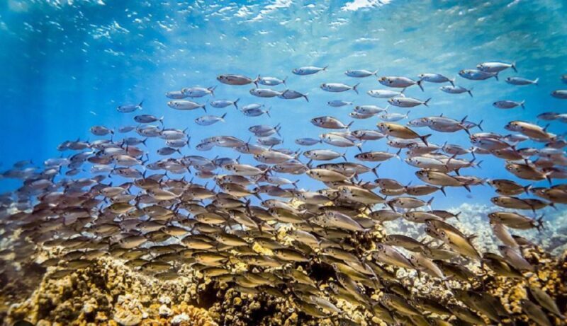 Maui: Kaanapali Beach 5-hr Snorkel w/ BBQ Lunch & Open Bar - Who Is This Tour Best For?