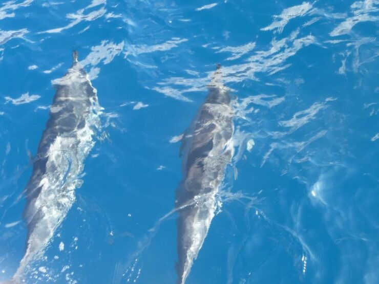 Maui: Kaanapali Beach Snorkel W/ Breakfast and Lunch - Activity Details and Options