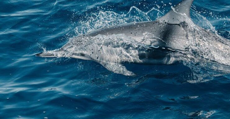Maui: Ka'anapali Wild Dolphin Sail - Experience on the Sail