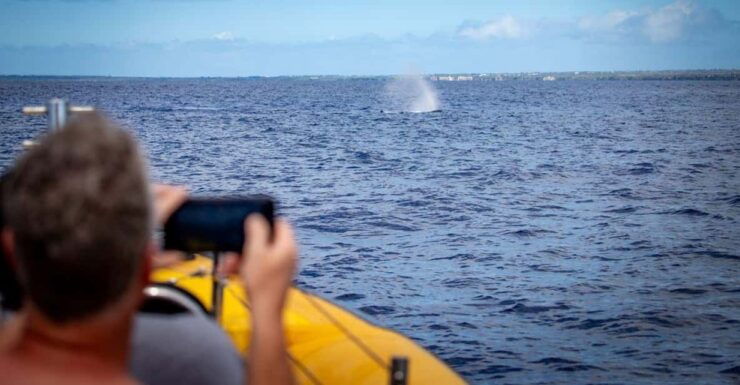 Maui: Koa Kai Whale Watch Adventure - Good To Know