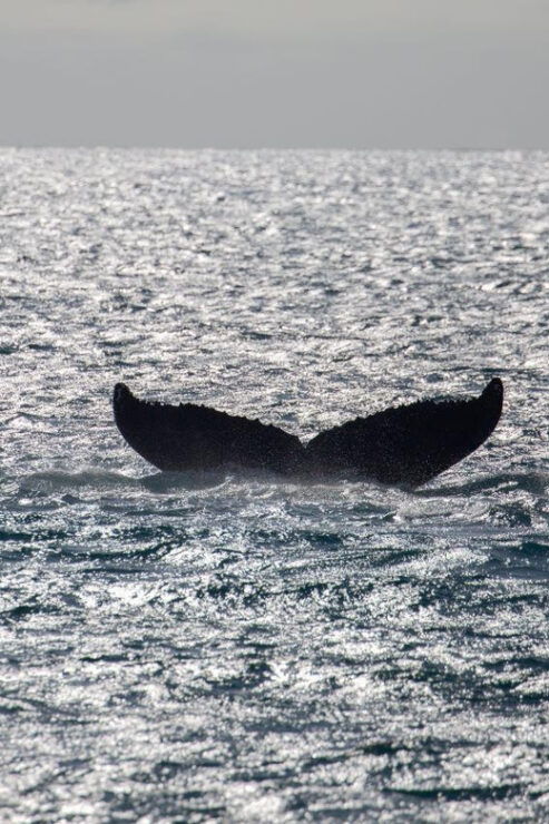 Maui: Koa Kai Whale Watch Adventure - Experience Highlights