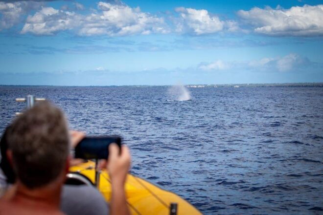 Maui: Koa Kai Whale Watch Adventure - Inclusions