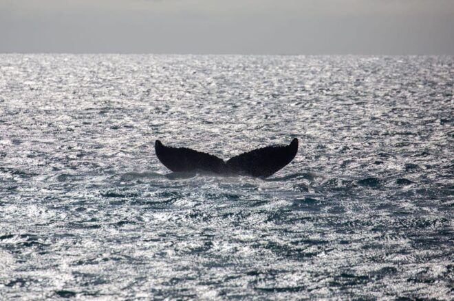 Maui: Koa Kai Whale Watch Adventure - Restrictions