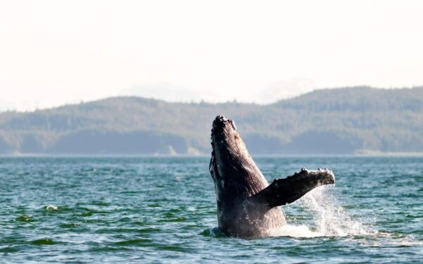Maui: Koa Kai Whale Watch Adventure - What to Bring