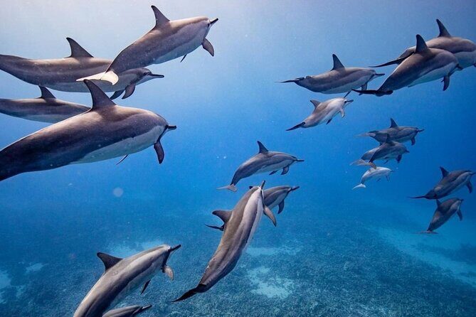 Maui-Lanai EcoRaft Tour: Snorkel or Dolphin Watch (Semi-Private) - Good To Know