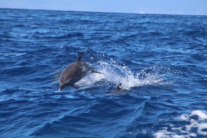 Maui-Lanai EcoRaft Tour: Snorkel or Dolphin Watch (Semi-Private) - The Sum Up