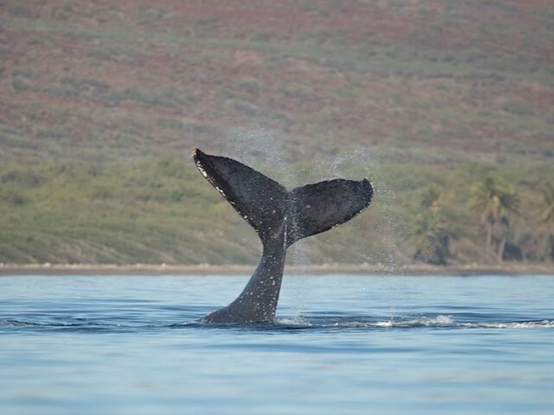 Maui: Molokini Crater and Turtle Town Snorkeling - What the 5.5-hour schedule feels like
