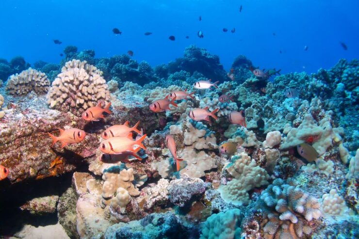 Maui: Molokini Snorkel and Performance Sail With Lunch - Experience