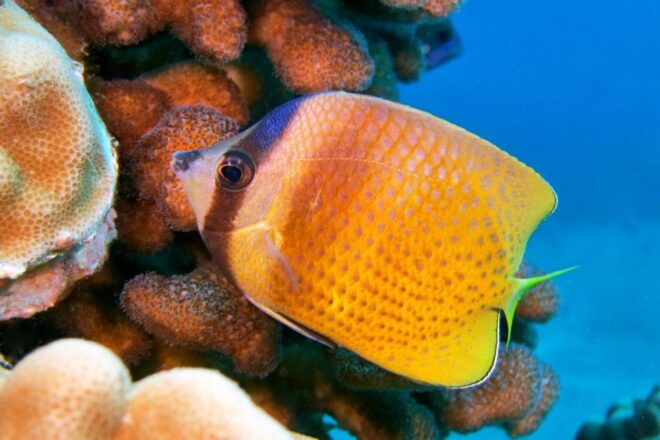 Maui: Molokini Snorkel and Performance Sail With Lunch - Free Cancellation and Duration
