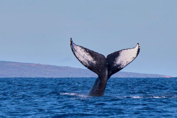Maui: Molokini Snorkel and Performance Sail With Lunch - Authentic Sailing Experience
