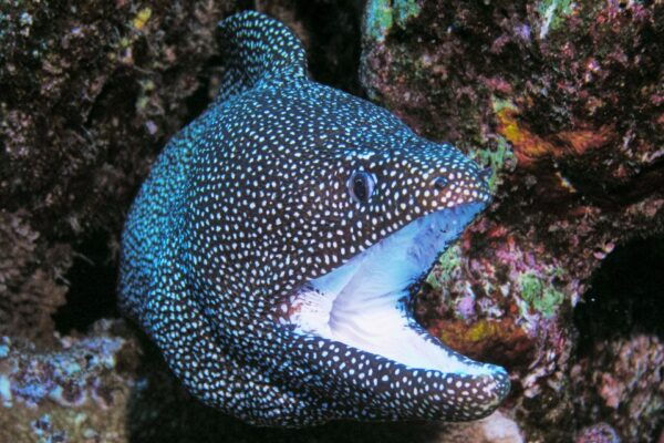 Maui: Molokini Snorkel and Performance Sail With Lunch - Common Questions