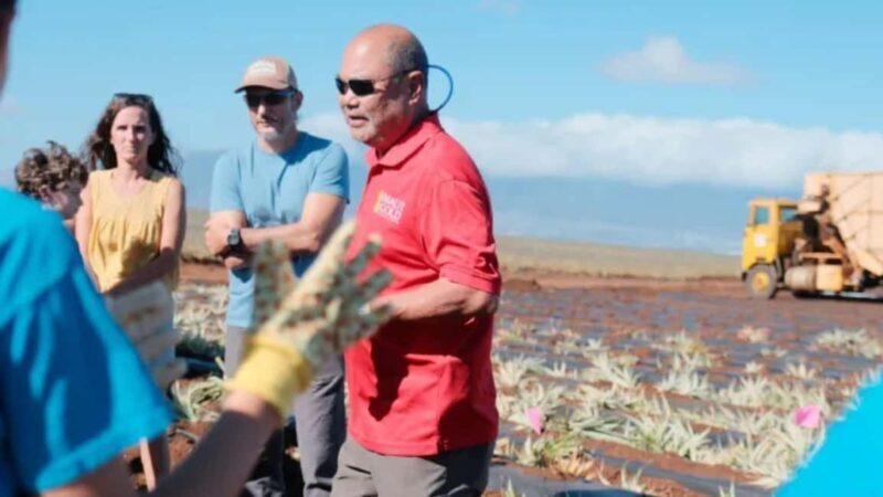 Maui: Pineapple Planting Experience - Good To Know