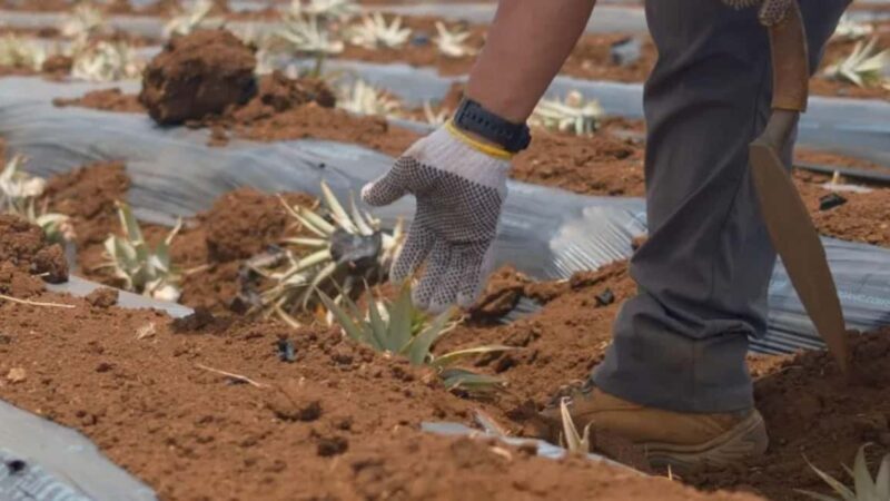 Maui: Pineapple Planting Experience - Practical Details & Tips