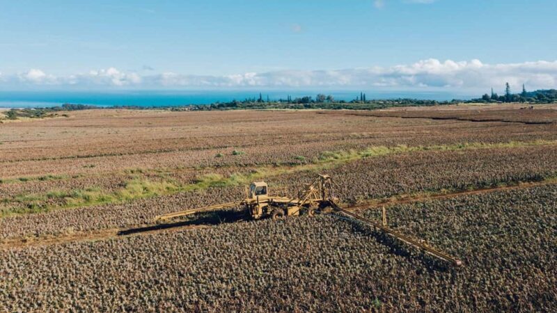 Maui: Pineapple Planting Experience - Why This Tour Works Well