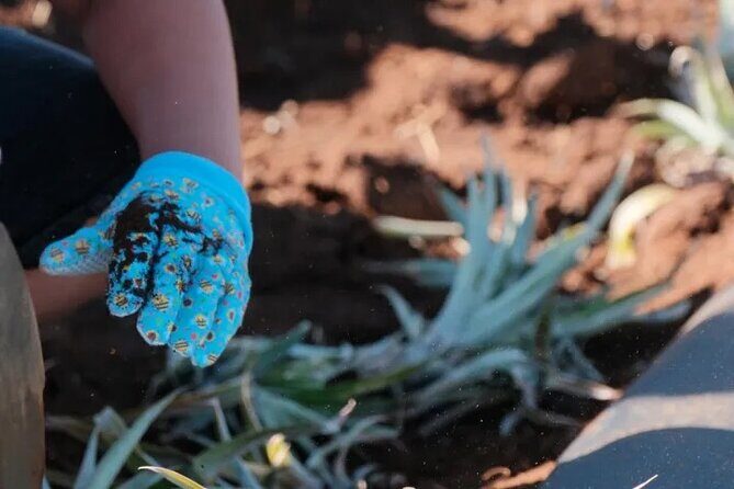 Maui Pineapple Planting Experience - Maui Pineapple Planting Experience Review