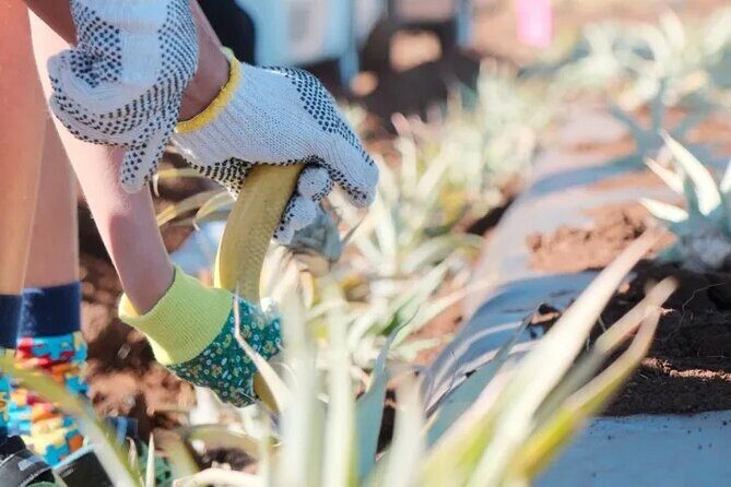 Maui Pineapple Planting Experience - A Closer Look at the Maui Pineapple Planting Experience