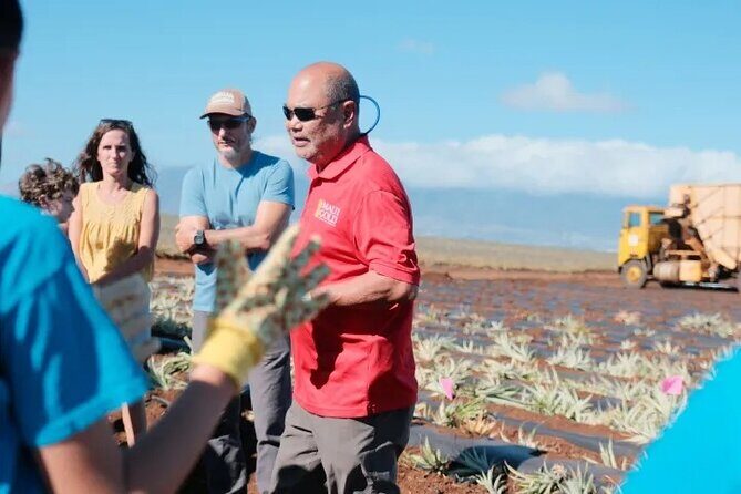 Maui Pineapple Planting Experience - FAQ