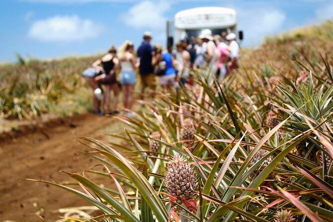 Maui Pineapple Tour - 1.5 Hour Farm Tour in Haliimaile - Tour Details and Highlights